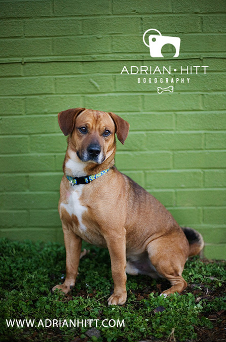 Dog Photographer, Nashville, TN Adrian Hitt Photography