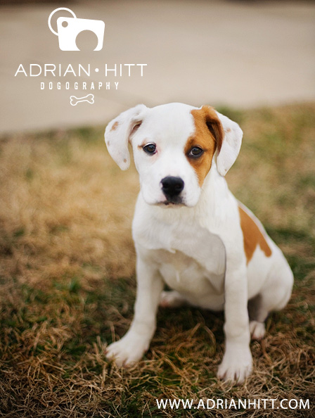 Dog Photographer, Nashville, TN Adrian Hitt Photography