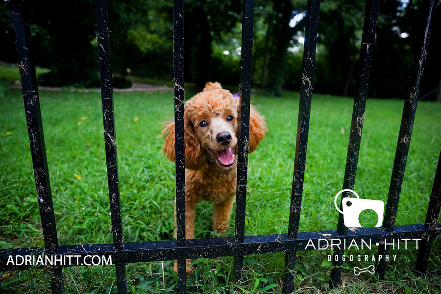 Dog Photographer Nashville, TN Adrian Hitt