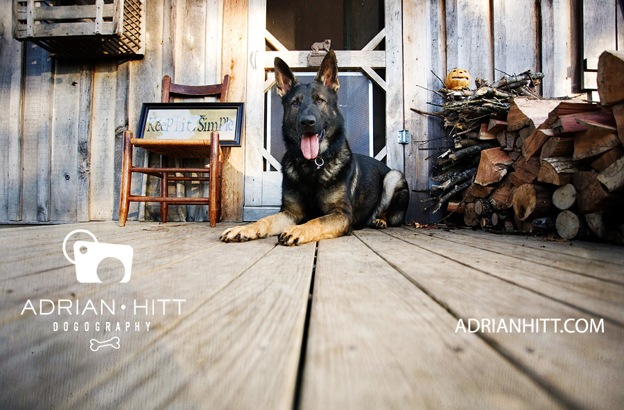 German Shepherd Dog Photographer Nashville, TN Adrian Hitt