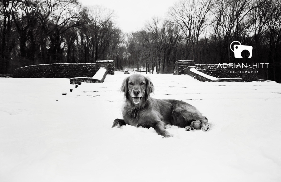 Golden Retriever Dog Photographer, Nashville, TN Adrian Hitt Photography